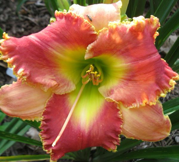 NATURAL AFFINITY