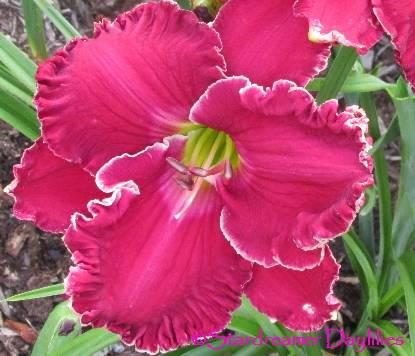 RUBYINTHEGARDEN[1]