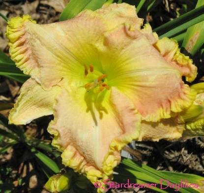 shamrockdelight[1]