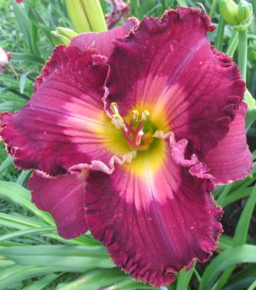 SPACECOAST VELVET VALENTINE
