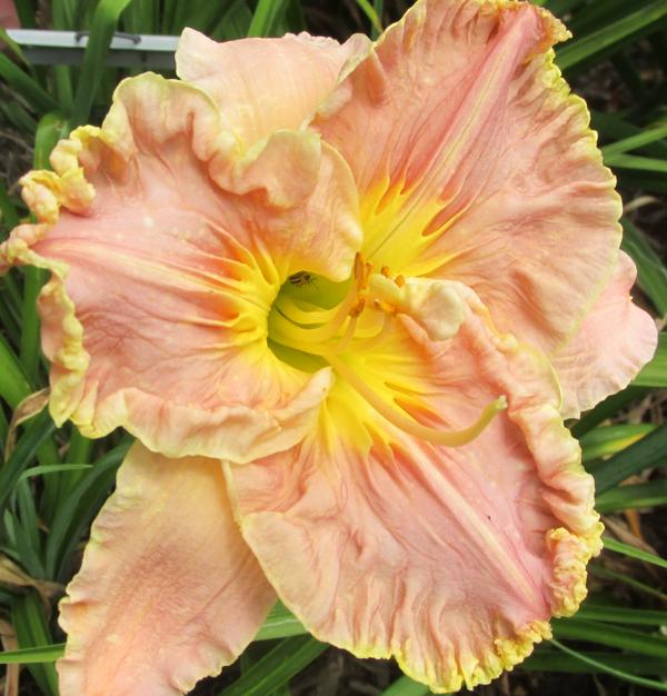 DIXIE SWEETHEART (2)