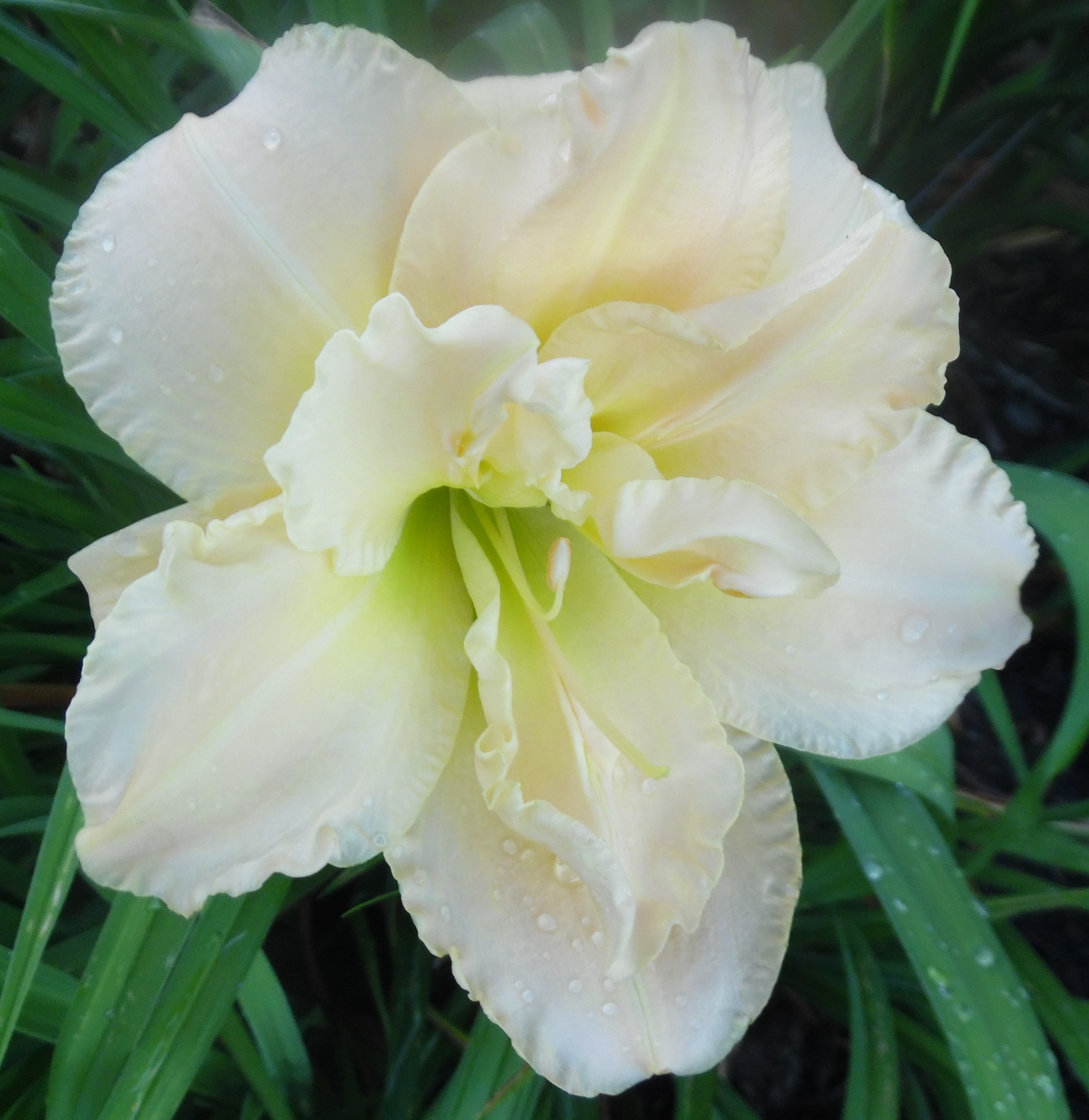 PEGGY JEFFCOAT Daylily DF Beautiful Cream Double Blooms Perennial 2 fans