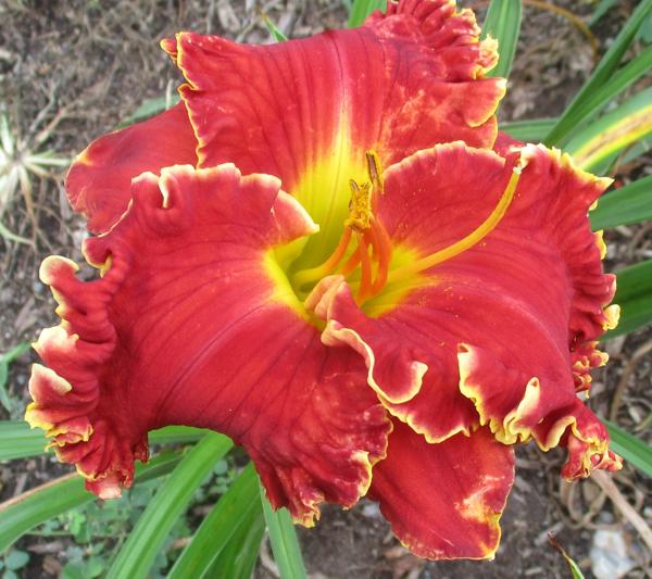 SHAKESPEARES RED (2)