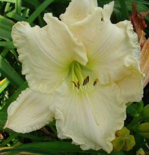 Tuscawilla Snowdrift - 1303
