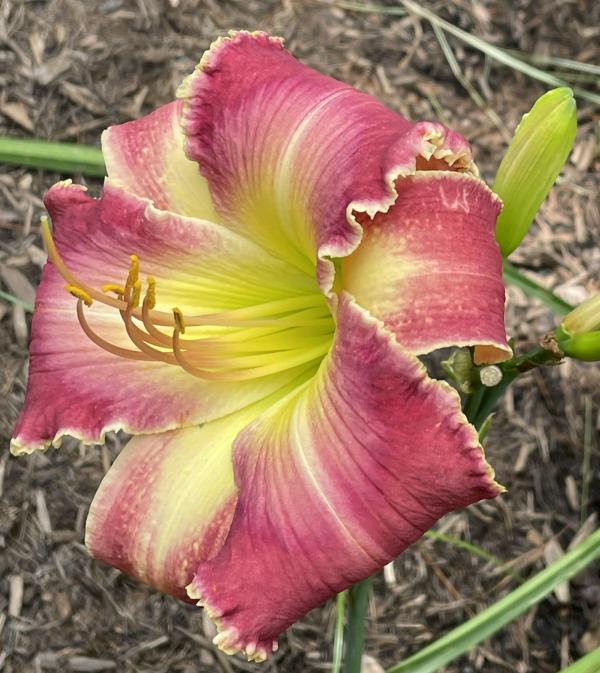 THORNAPPLE GOBLIN BUG (8)