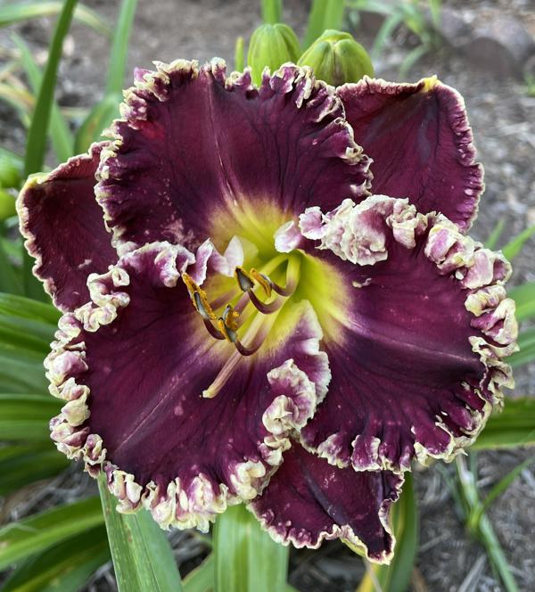 DARK DUBONNET