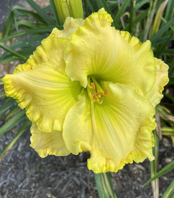 JOLLY GOOD YELLOW