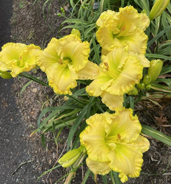JOLLY GOOD YELLOW (2)