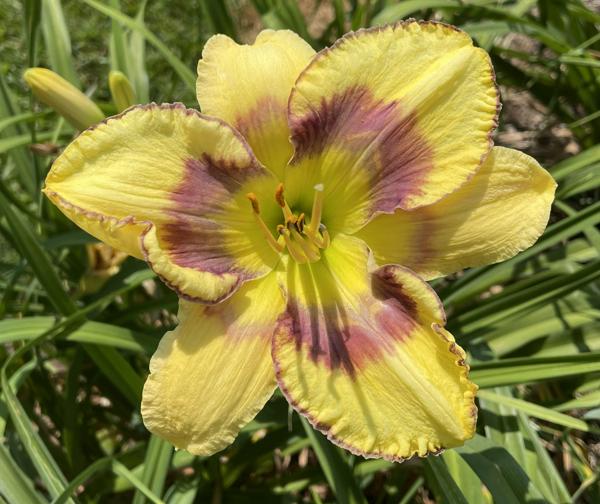 LEMON ZEBRA (2) 001