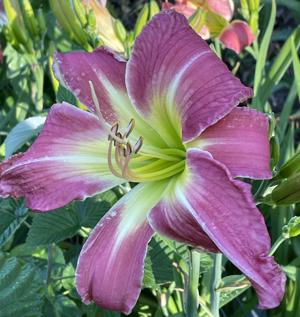 LILTING BELLE (1)