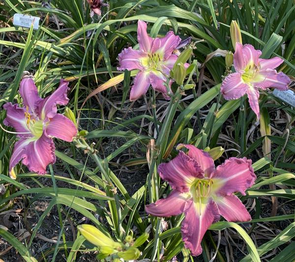 LAVENDER WATUSI (3)