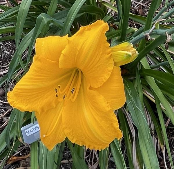 MARYS GOLD (4)