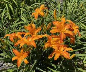 PRIMAL SCREAM