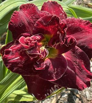 RED HOT MIRACLE