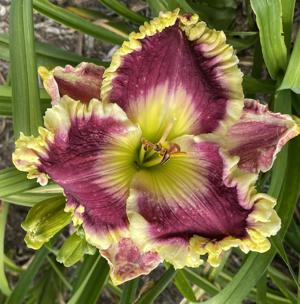 REGAL DREAM (1)