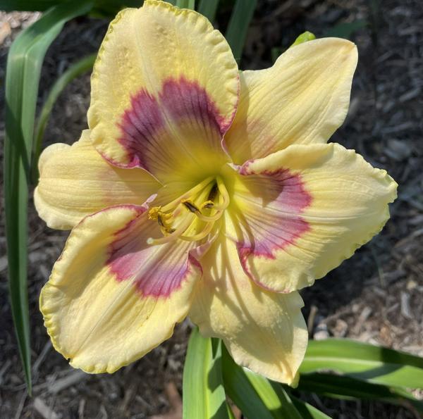 SPACECOAST HEAVENLY BUTTERFLY (1)