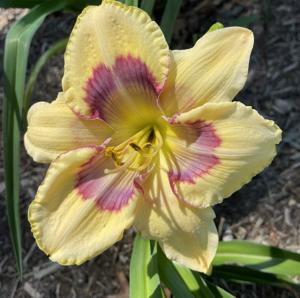 SPACECOAST HEAVENLY BUTTERFLY (1)
