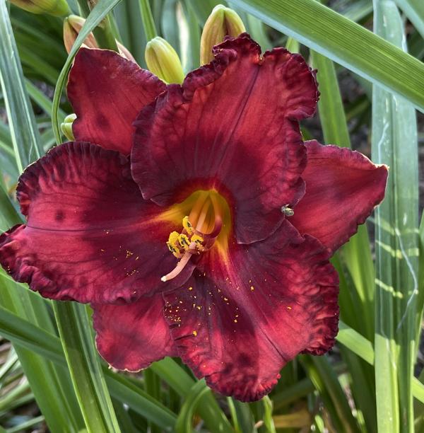 SPACECOAST RED DAZZLER
