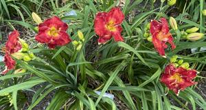 SPACECOAST RED MAMOTH (1)