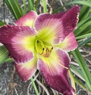 SPACECOAST SWEET PLUM WINE (1)