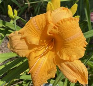 Orange Velvet