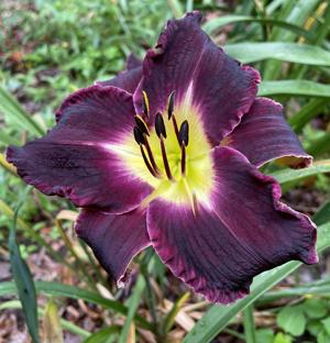 VT PURPLE PASSION (2)