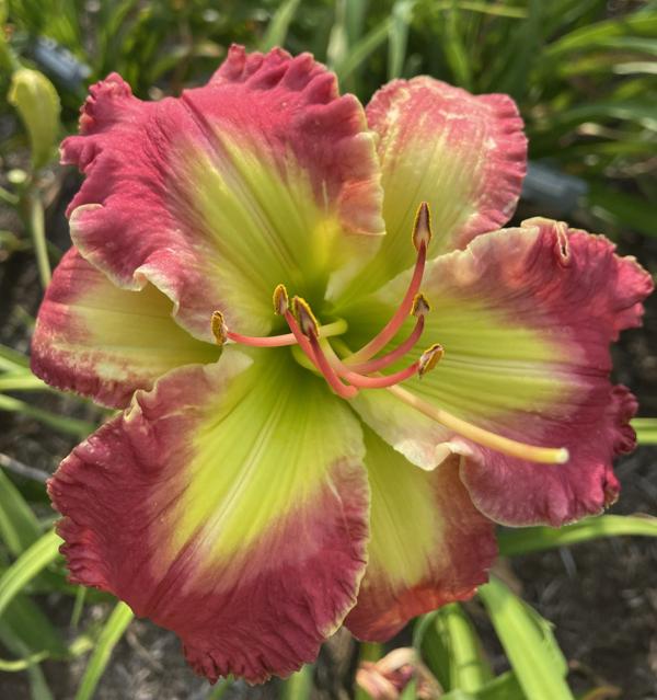 EXOTIC RUBY (1) 001
