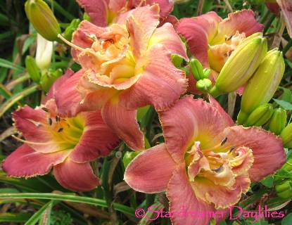 Stardreamer Daylilies - Torch Song Trilogy