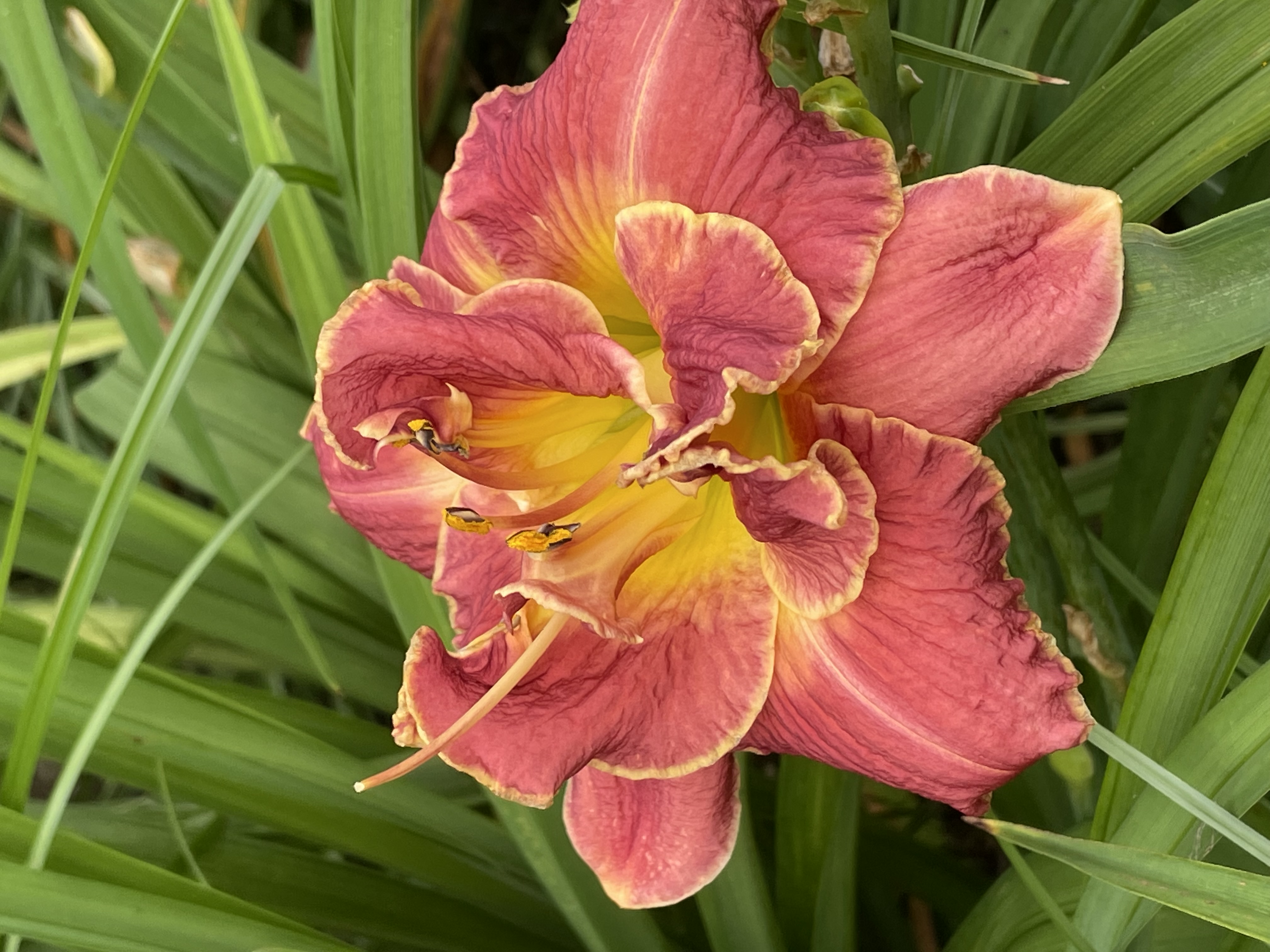 Stardreamer Daylilies - Torch Song Trilogy